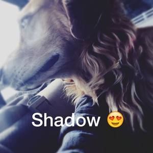 Meet your Posher, Annie